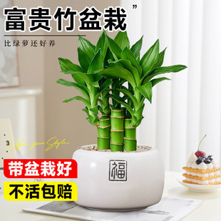 �Ĳ���4֧����}�����F���҃�����GֲС�����k����ֲ���ļ����B