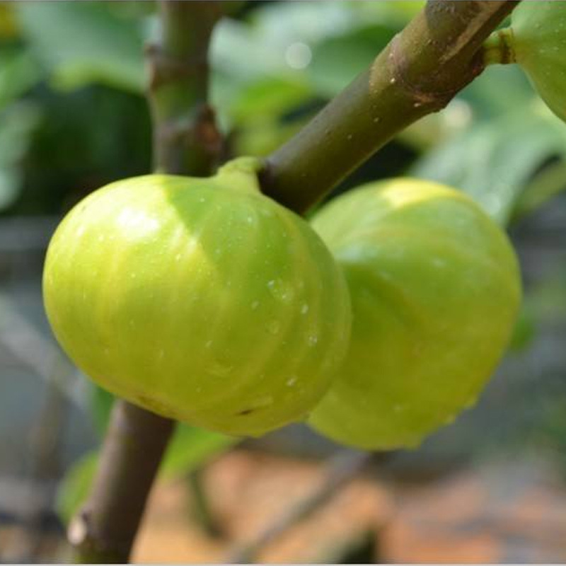 无花果苗 美利坚无花果苗 盆栽地栽南方北方种植易成活当年结果