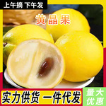 新鲜冬蜜黄晶果新鲜水果黄金亚美果蛋黄果大孕妇罕见稀有现摘顺丰