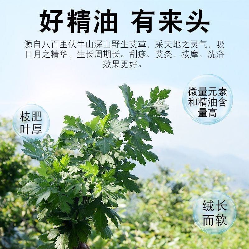 艾草精油小瓶刮痧推拿开背按摩拔罐艾灸身体润肤油经络美容院|undefined