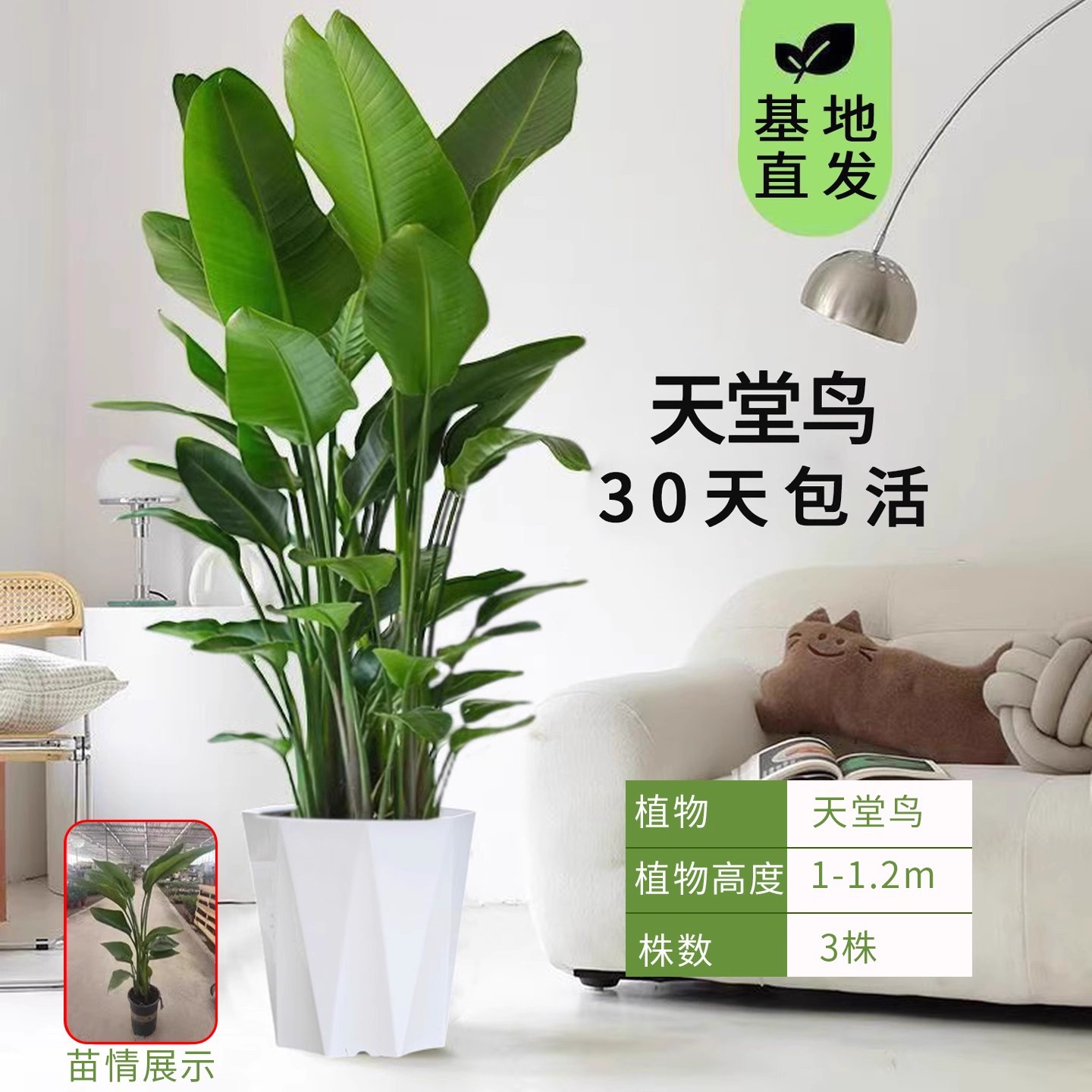 Aves del paraíso plantación de plantas grandes en maceta verde interior buena oficina de alimentación sala de estar flor verde plantación bonsai grana orquídea
