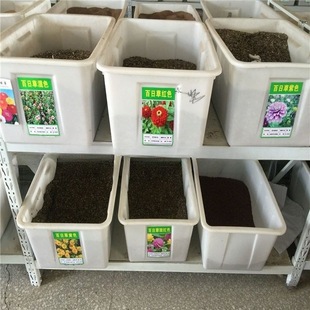 Wholesale 100-Day Grass Seeds, Bright Red 100-Day Chrysanthemum Stepping Seeds, Monochrome 100-Day Flower Germination, High Flower Sea Garden Seeds