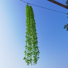 120cm���������ȼ����ٗl���Gֲ��cܛ�b�Ҿ��b��X�~������