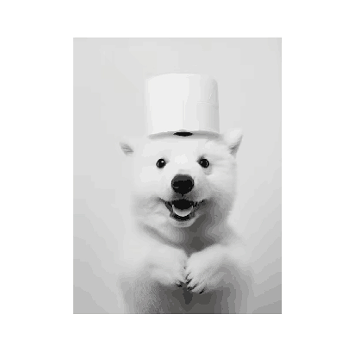 Negro y blanco adorables animales con papel higiénico póster búho perro lienzo pintura de pared arte baño sala de estar decoración del hogar