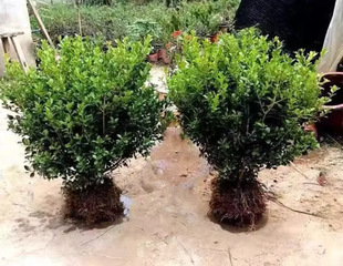 Dropshipping Wall Fence Plant Large-Leaf Hokkaido Boxwood Seedlings Holly Saplings Evergreen and Cold-Resistant Courtyard All Year Round