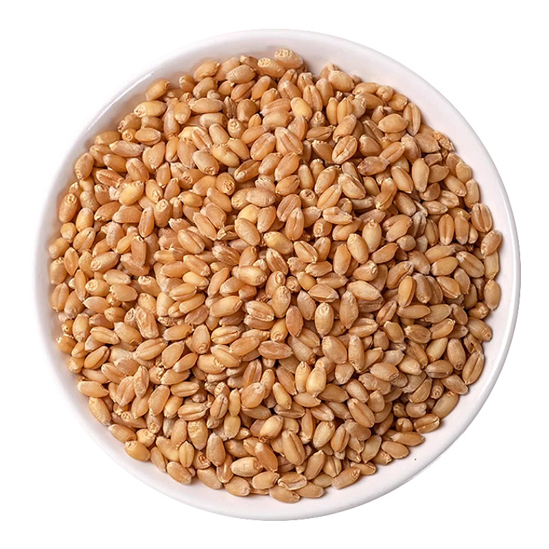 Huai Wheat Grain 500g Dried Fu Xiao Mai Traditional Chinese Herb for Decoction and Culinary Use in use