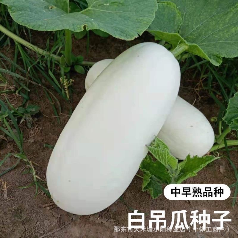 大白吊瓜南瓜种子高产特大甜糯白南瓜种春季农家白皮南瓜蔬菜种子