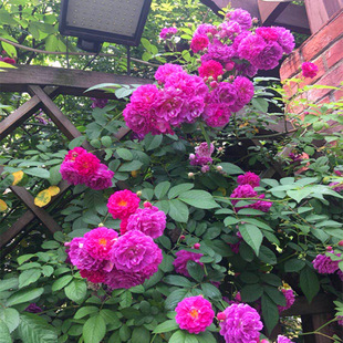 �໨�����Nޱ������������̨ͥԺ����ɫ���^Ⱥ�_�q�ݿ컨��ֲ��