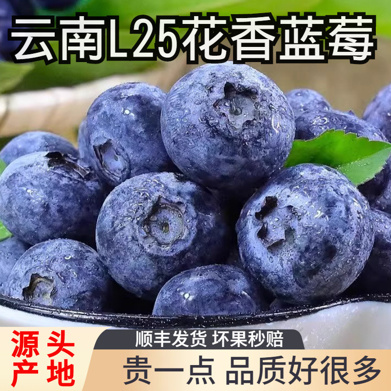 Yunnan Blueberries, Fresh Seasonal Blueberries, Freshly Picked from the Mountains, Suitable for Pregnant Women, Large Fruits, Whole Box with Free Shipping Yunnan Blueberries, Fresh Seasonal Blueberries, Freshly Picked from the Mountains, Suitable for Pregnant Women, Large Fruits, Whole Box with Free Shipping