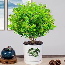 香水米兰花大小苗四季种植室内阳台庭院盆栽绿植花卉浓香绿化花苗