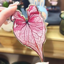 ��ֲ���恆���������N�Ꭷ��ϡֲ��Ҿ��b߼��зՇ��Є����b�