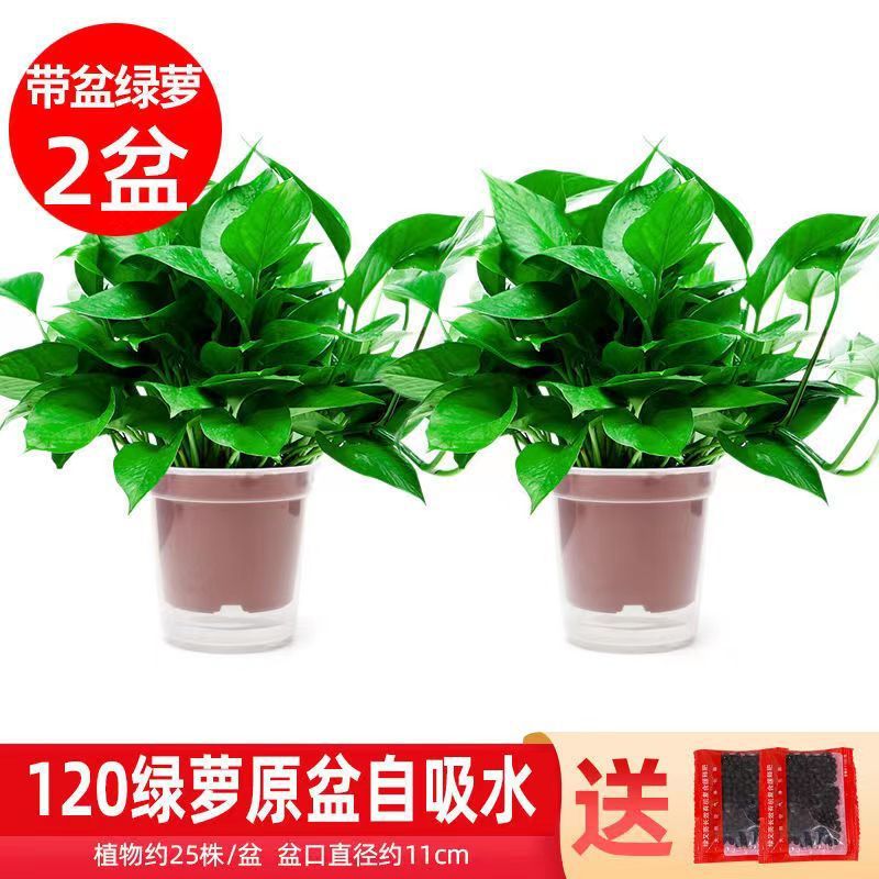 12cm 작은 포토스 화분 2개에 [영양액] + 흡수성 화분이 함께 제공됩니다.