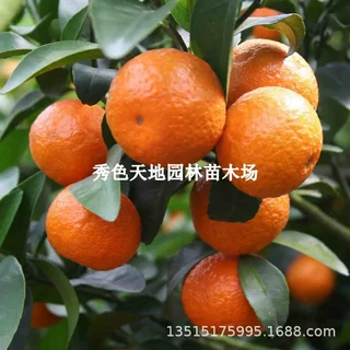 橘子果树苗嫁接黄岩蜜桔树苗桔子树苗年结果庭院盆栽地栽当年结果