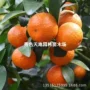 黄岩地栽嫁接庭院果树苗