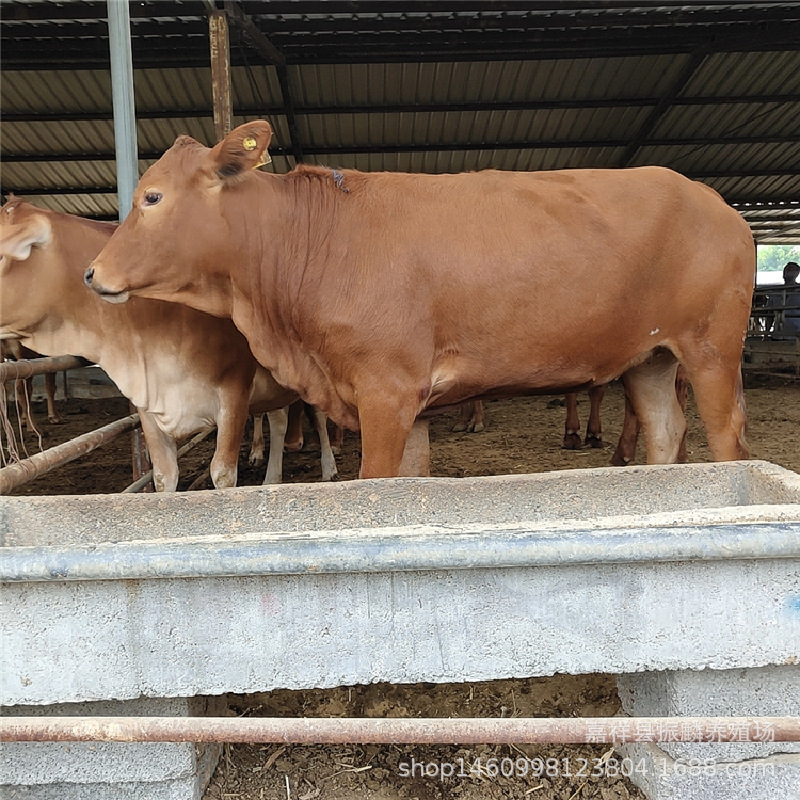 改良杂交牛 牛犊 鲁西黄牛牛犊 养殖肉牛的前景如何