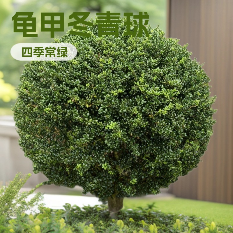 龟甲冬青灌木球型绿植植物基地批发苗木乔木大树树苗量大从优