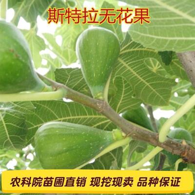 Саженцы инжира Yunnan Stella. Очень большие саженцы инжира, ранние и высокие урожаи, устойчивые к холоду, сильной влажности и четырехсезонной посадке в горшках.