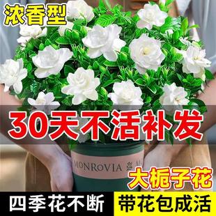 �d�ӻ����Ԏ������ļ��_���҃�����Gֲ���~�Ϙ�������Bˮ��ֲ��