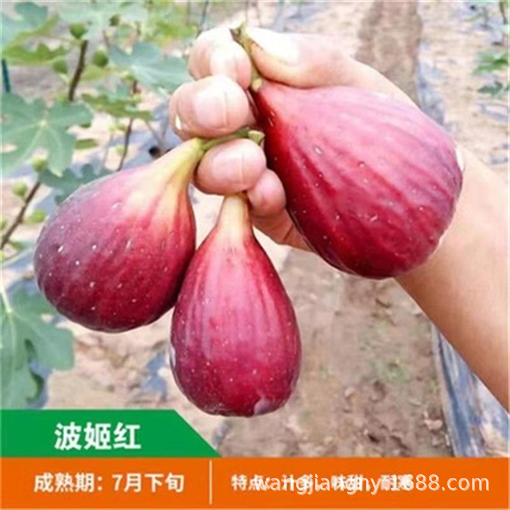 黎巴嫩红无花果树果苗南方北方矮化带土盆栽苗波姬红青皮果树树苗