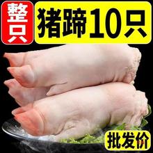 10只现杀土猪蹄3到4两左右新鲜散养农家带筋猪前蹄猪脚后蹄小猪蹄
