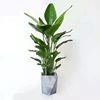 Scandinavian plant lamp for living room indoor, wholesale, internet celebrity