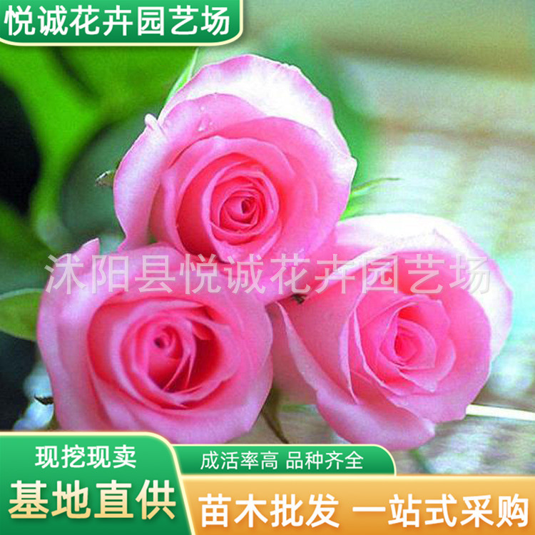 玫瑰花苗绿化花木庭院观赏行道点缀室内盆栽食用玫瑰花苗批发月季