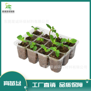 Transparent Plug Tray 12-Hole Seedling Box Transparent Mid-Tube Light-Transmitting Breathable Not Easily Deformed Succulent Sowing Insulation and Moisturizing
