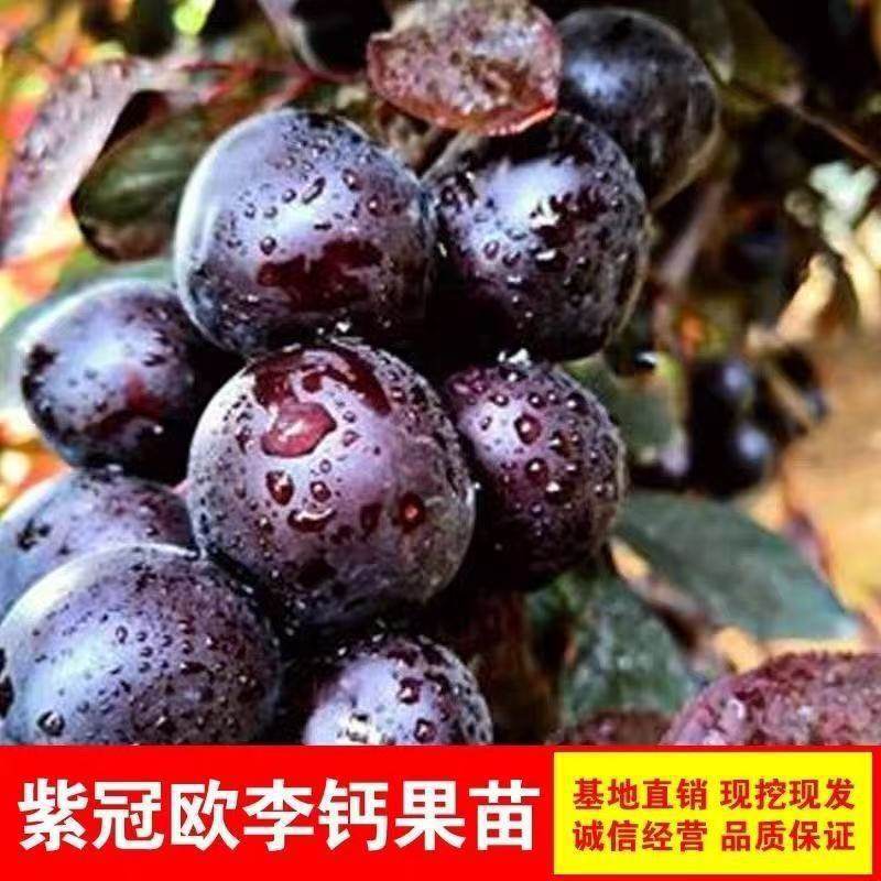 中华高钙果高钙水果苗农大钙果树苗盆栽地栽当年结果南方北方种植