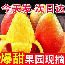 芒果【精選】現摘海南貴妃樹上熟應季水果批發新鮮大整箱甜獨立站