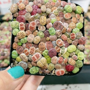 A Pot of Flowers with Living Stone Flowers and Potted Plants Is Ready for Delivery. 7cm Pots Are Shipped in Real Photos and Selected for Delivery