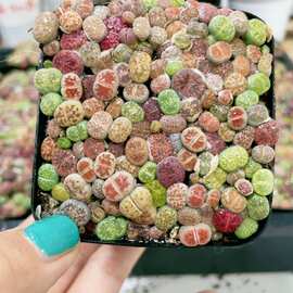 生石花彩拼一盆花带盆栽好发货 7cm盆实拍择优发货