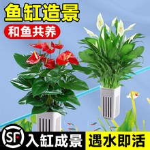 水培植物室内好养绿植鱼缸水草和鱼共养绿萝富贵竹铜钱草造景专用