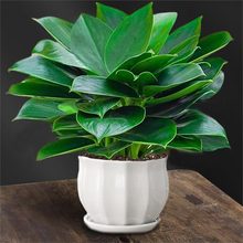 铂金钻盆栽绿萝箩花卉植物办公室内花水培绿植多肉好养易活绿公主