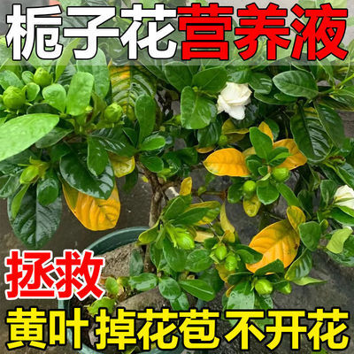 廠家供應八個老頭梔子花專用營養液防黃葉爛根掉花苞催開花爆芽
