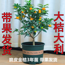 ��Ƥ��ێ����l؛���Ԙ����ļ�����ɳ�ǽ��������Ƥ�����҃ȳ��G