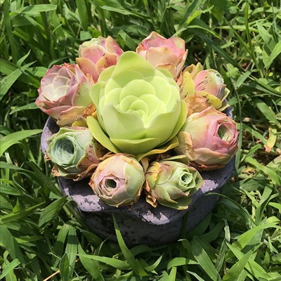 산장미 랜덤 A 5개 조합 (현재 성장기, 녹색)