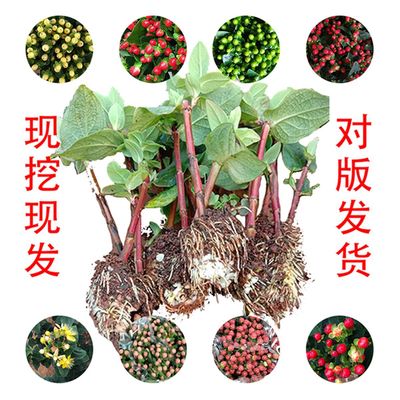 云南批发火龙珠相思豆香槟大果中果红四季开花鲜切庭院盆栽扦插苗|ms