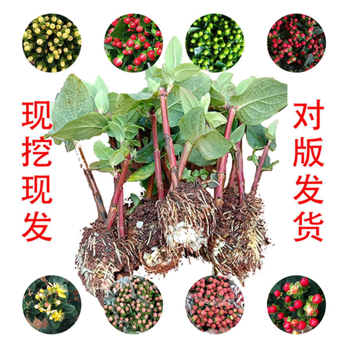 云南批发火龙珠相思豆香槟大果中果红四季开花鲜切庭院盆栽扦插苗|ms