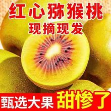 四川蒲江红心猕猴桃黄肉红心新鲜甜奇异果大果整箱水果品质商超果