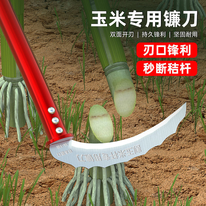 トウモロコシの竿の神器の鎌を切ってトウモロコシの専用のドイツの輸入の農具を切ります。|undefined
