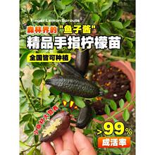 ������ָ���ʘ������r������ʳ�������ϱ����҃���Nֲ�޽ӹ�����