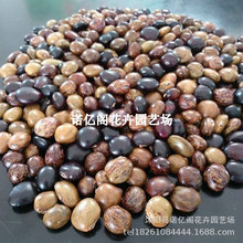 牛大力种植苗小叶中叶野生小叶牛大力苗牛古大力药材种植苗带土发