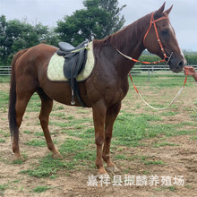 �����Rƥ �����Z���õ��T���R���^�� �T��С���R �����R