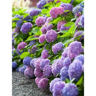 ������o�M���ļ��_���������Ԏ���ͥԺ����ֲ���҃Ȼ�������