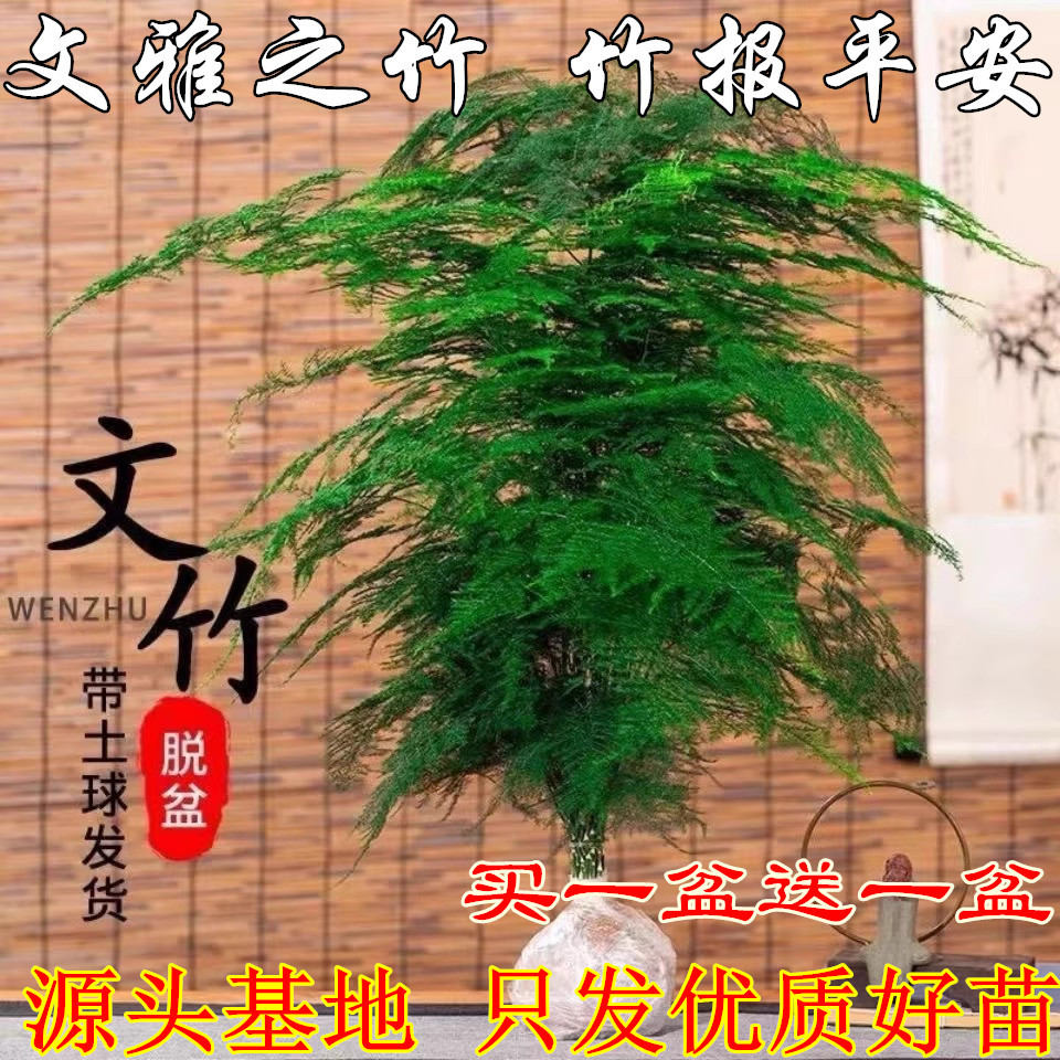 Asparagus Potted Plants, Green Plants and Florals in the Office, Living Room, Extra-Large Asparagus Seedlings, Dwarf Classy Cloud Bamboo Bonsai