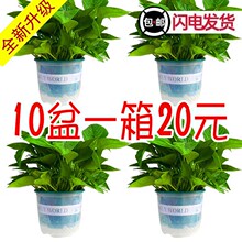 180绿萝盆栽花卉绿植批发吊兰长藤绿箩小盆栽室内桌面水培植物