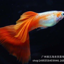 红礼服孔雀鱼 金粉孔雀 热带鱼 观赏鱼 孔雀鱼 孔雀活体