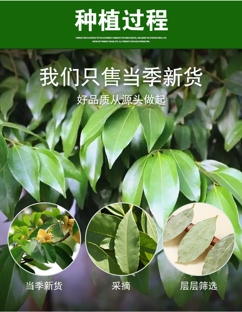 Xiang Ye (Laurus nobilis) — Dried Bay Laurel Leaves, First-Harvest Guangxi Culinary Herb, 500g preparation