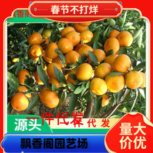 �������l ���S�۽ۘ��� ���Sؕ���� ���٘�������� ���S�۽�С��