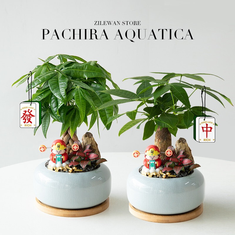 Money Tree Potted Plant, Fortune God Ornament, Money-Attracting Plant, Office Desk Decoration, Easy-To-Care-For Green Plant for All Seasons, Living Room Money Tree Potted Plant, Fortune God Ornament, Money-Attracting Plant, Office Desk Decoration, Easy-To-Care-For Green Plant for All Seasons, Living Room